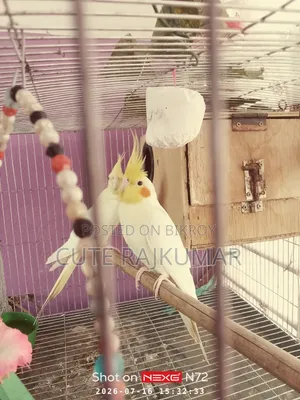 Albino Cockatiel