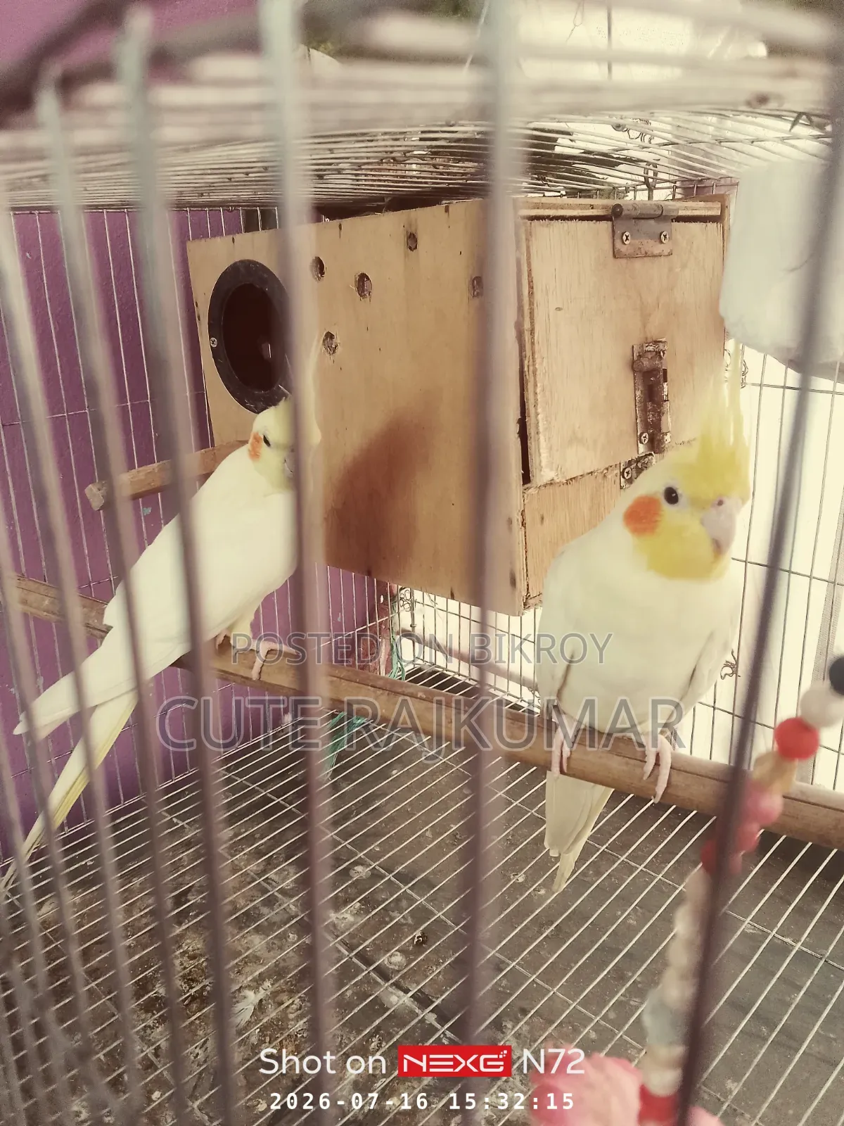 Albino Cockatiel