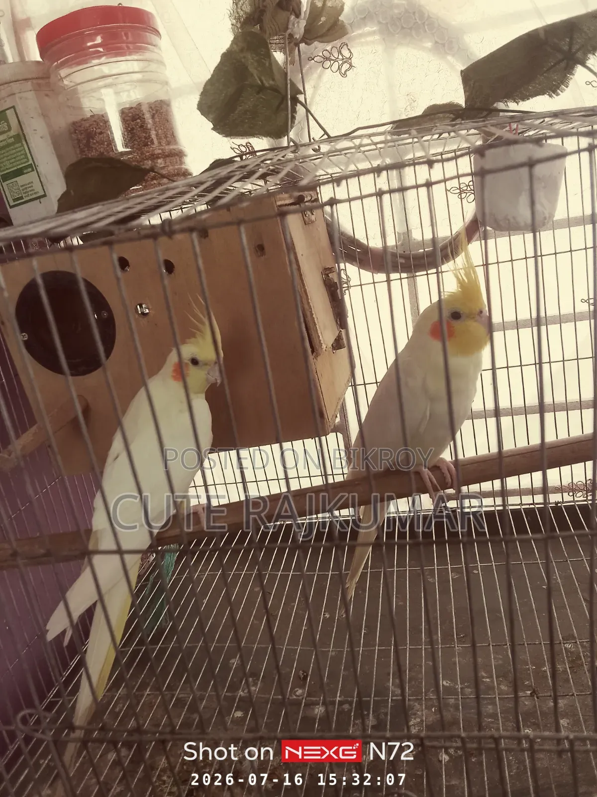 Albino Cockatiel