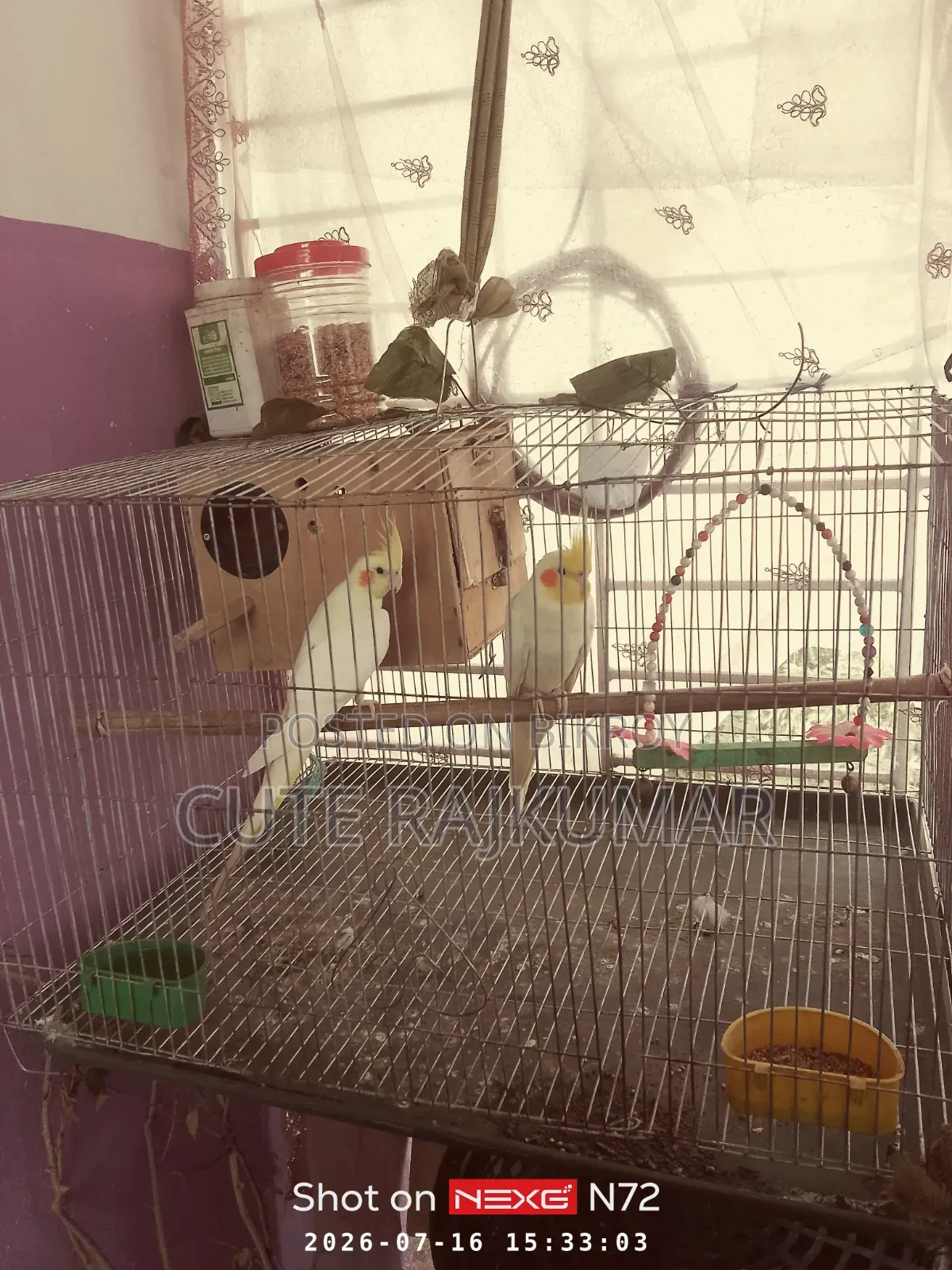 Albino Cockatiel