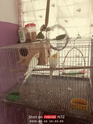 Albino Cockatiel