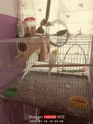 Albino Cockatiel