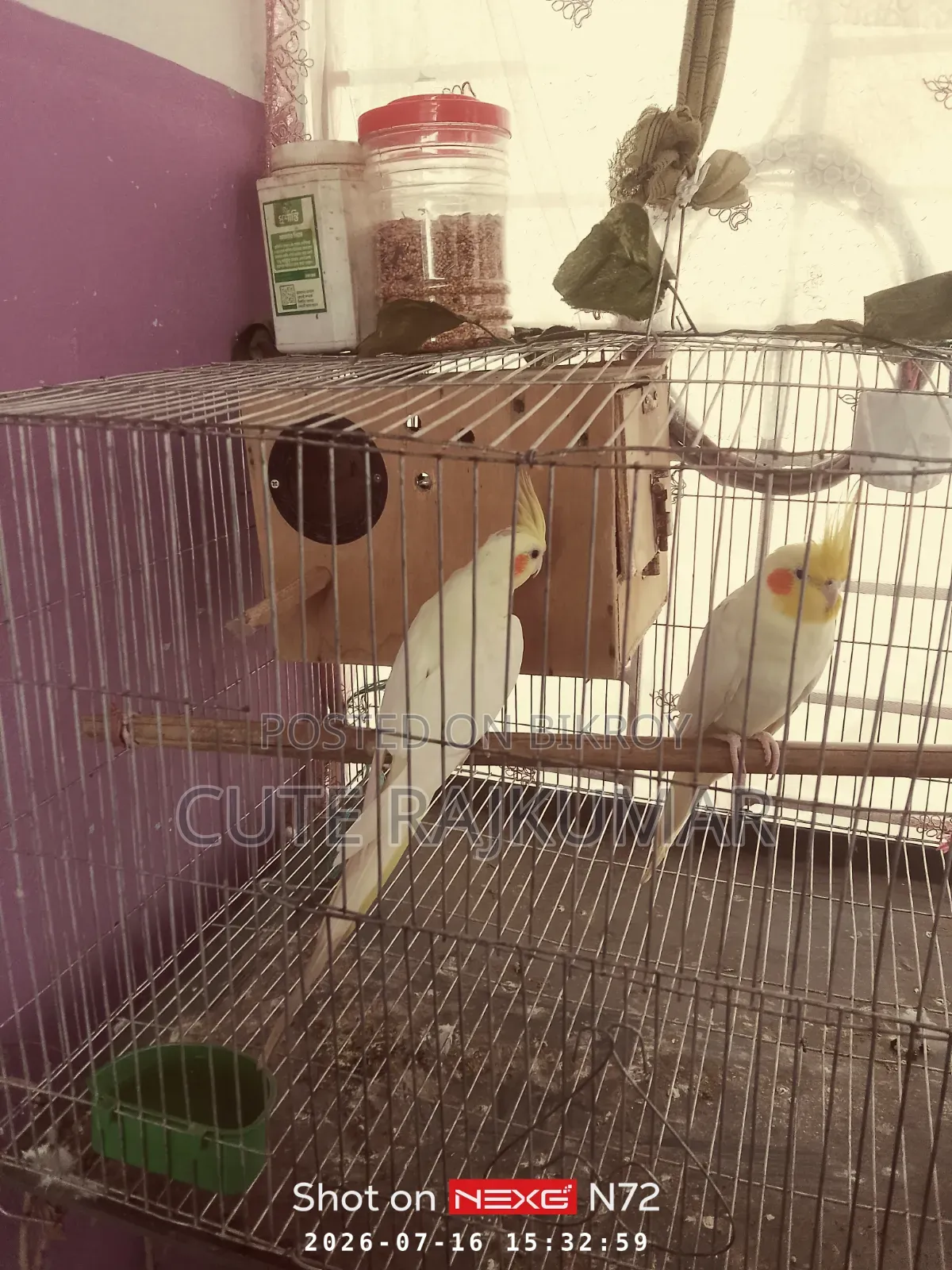 Albino Cockatiel