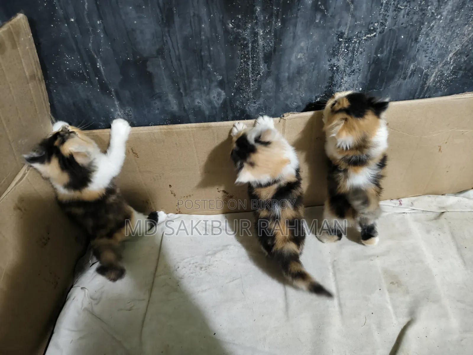 0-1 Month Female Purebred Persian