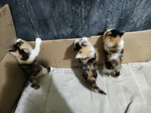 0-1 Month Female Purebred Persian