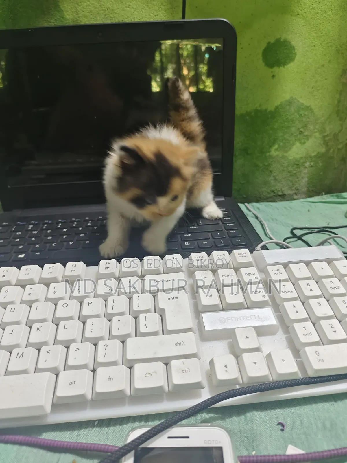 0-1 Month Female Purebred Persian