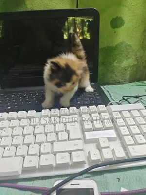 0-1 Month Female Purebred Persian