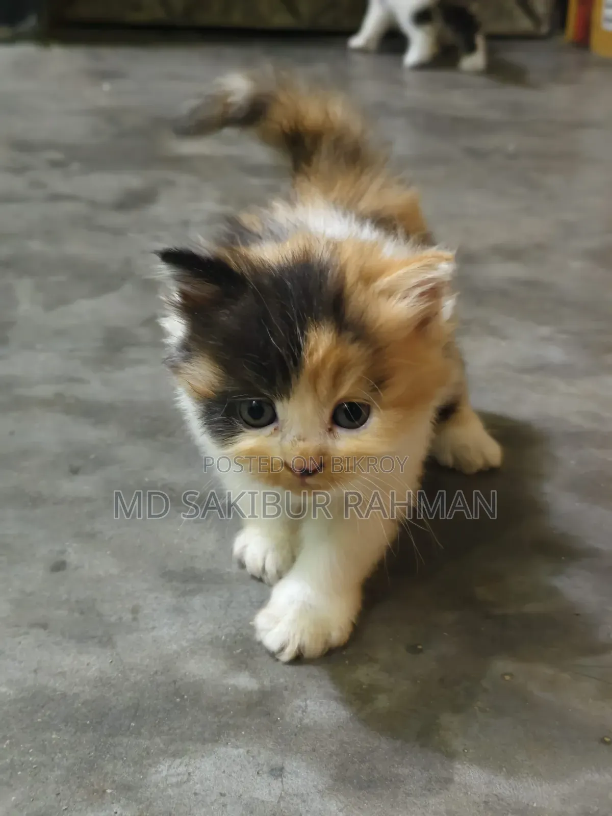 0-1 Month Female Purebred Persian