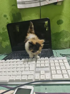 0-1 Month Female Purebred Persian