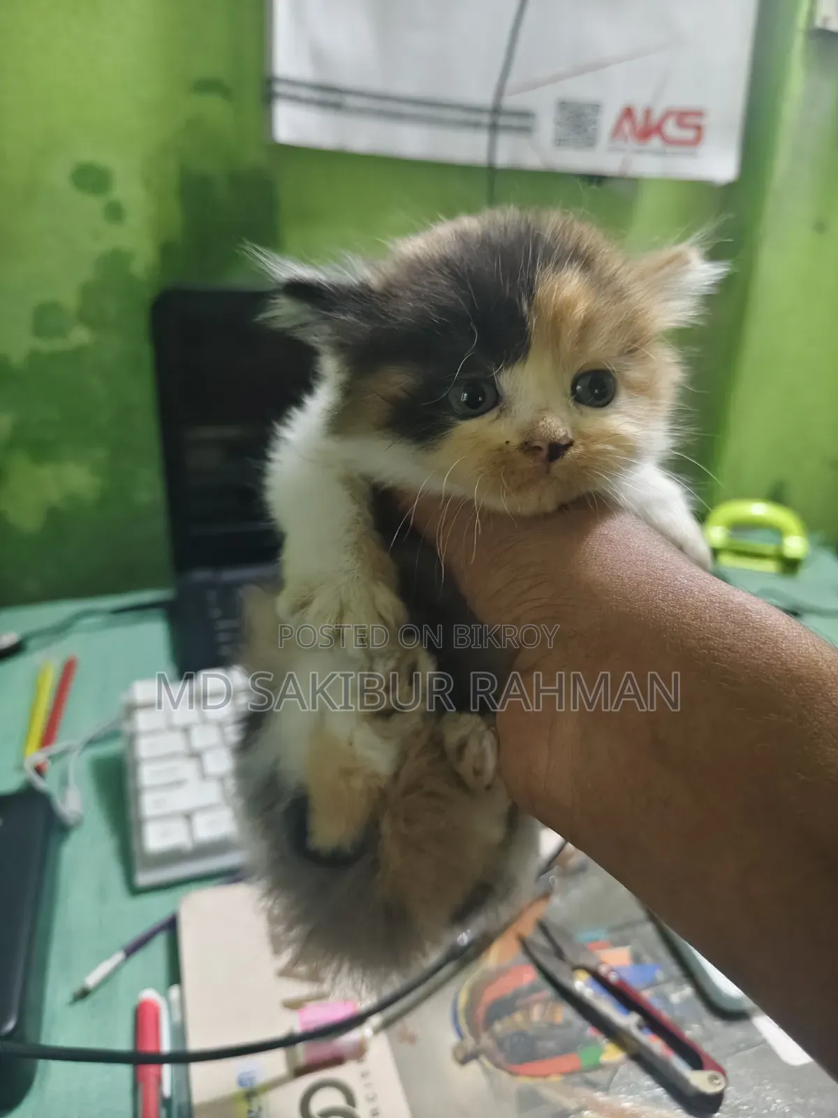 0-1 Month Female Purebred Persian