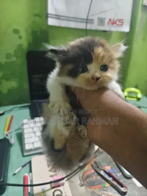 0-1 Month Female Purebred Persian