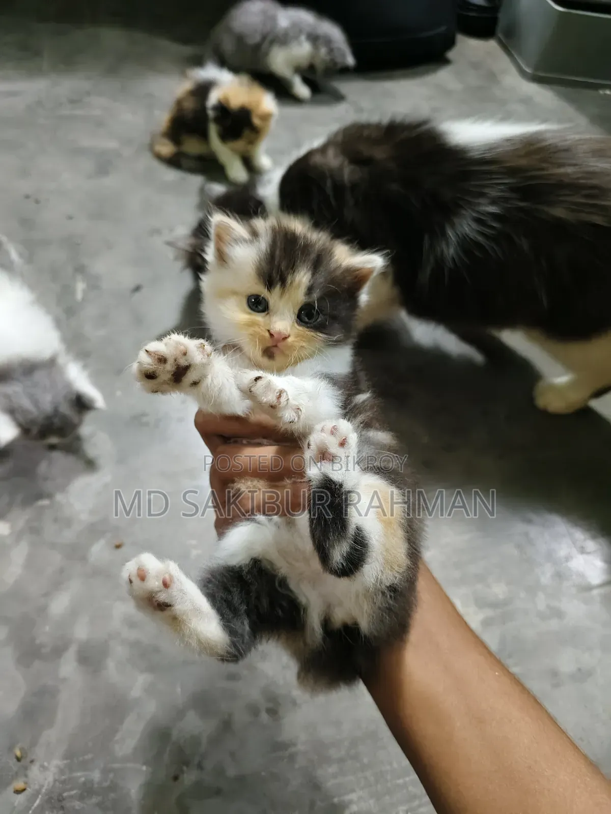 0-1 Month Female Purebred Persian