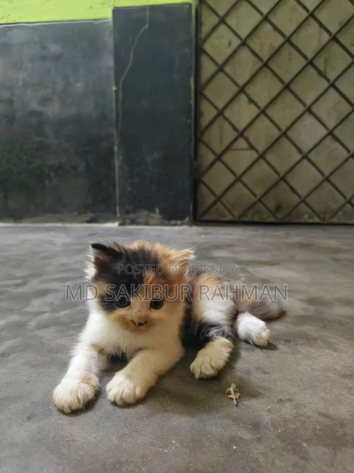 0-1 Month Female Purebred Persian