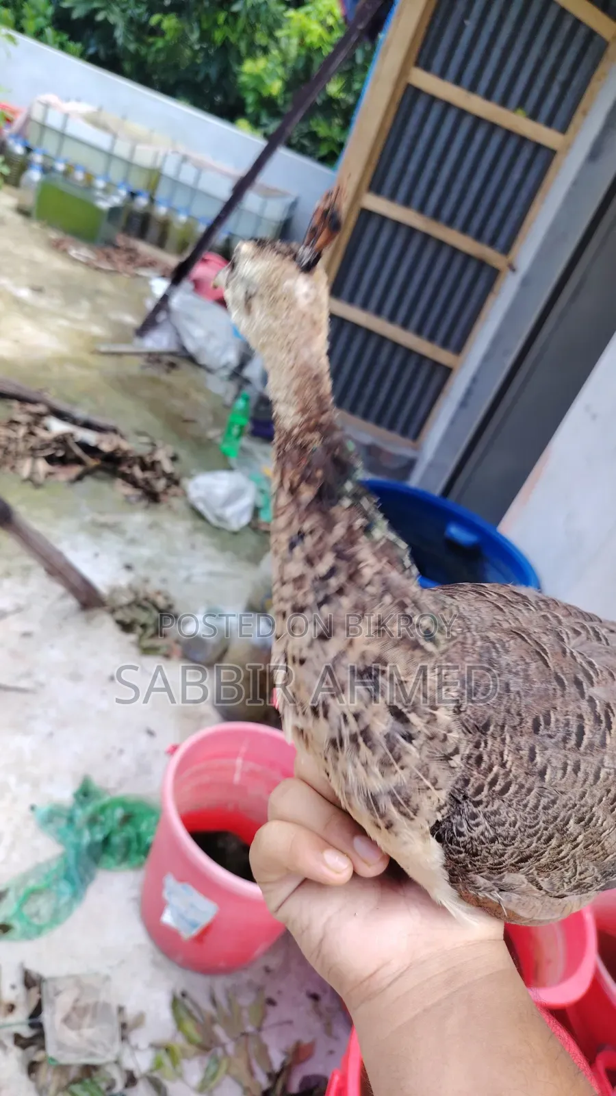 Peacock Baby
