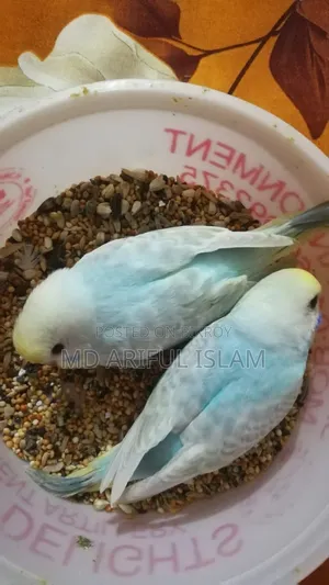 Tame Size Rainbow Budgie Baby