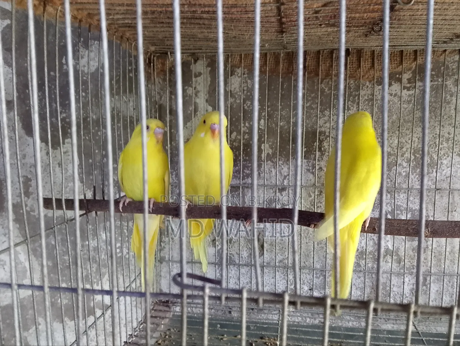 Budgerigar Bird