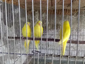 Budgerigar Bird