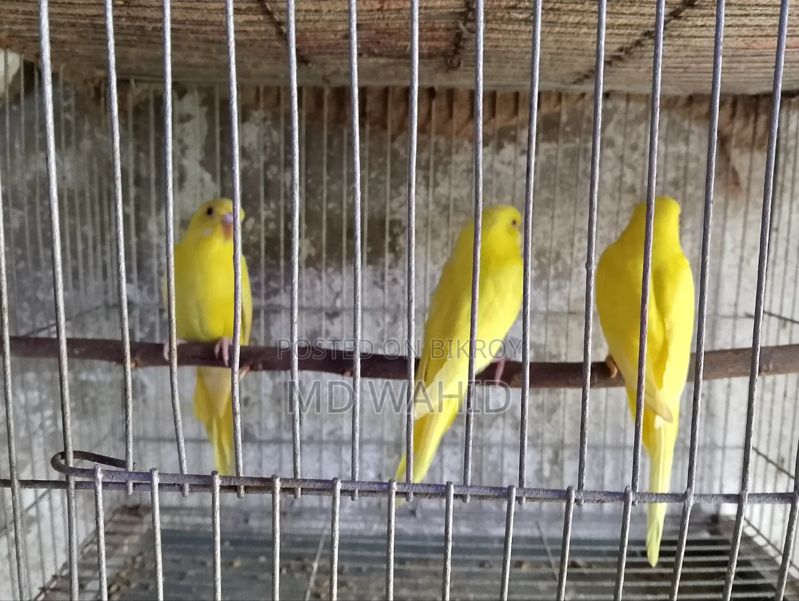 Budgerigar Bird