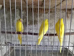 Budgerigar Bird
