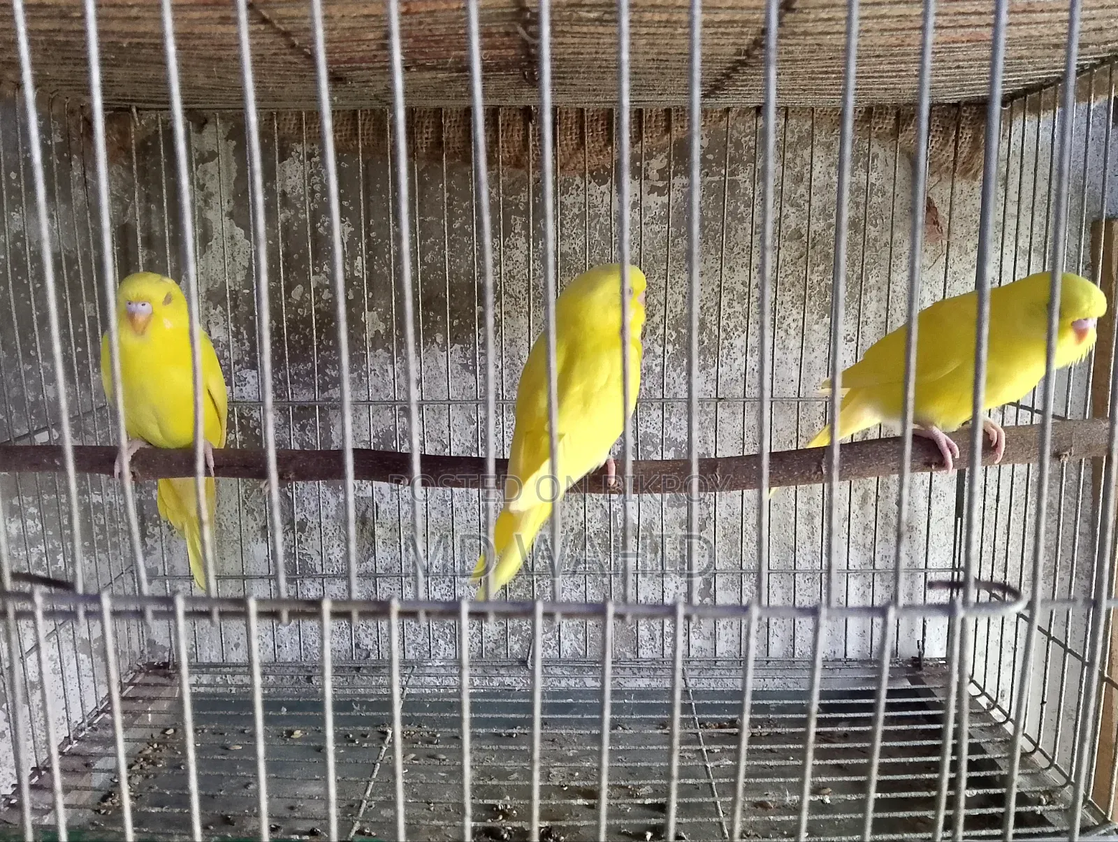 Budgerigar Bird