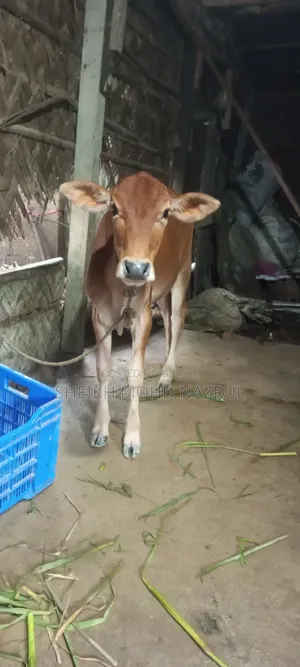 গরুটি বিক্রি হবে
