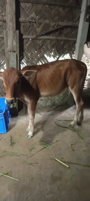 গরুটি বিক্রি হবে