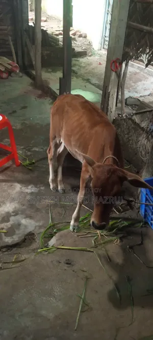 গরুটি বিক্রি হবে