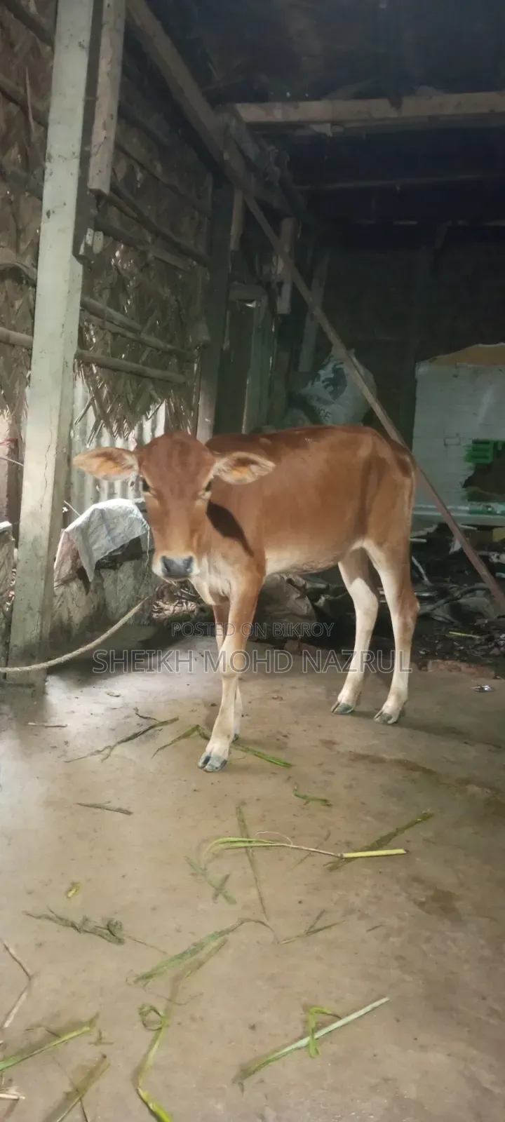 গরুটি বিক্রি হবে