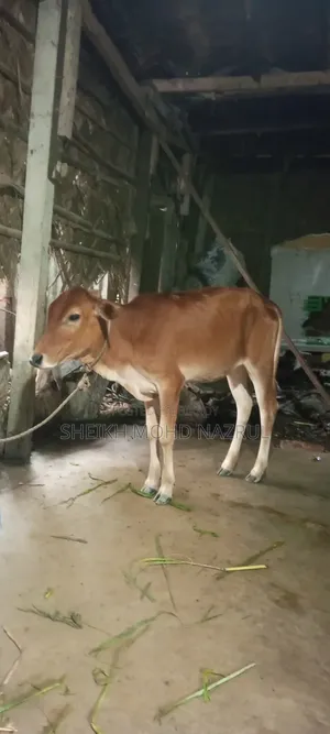 গরুটি বিক্রি হবে