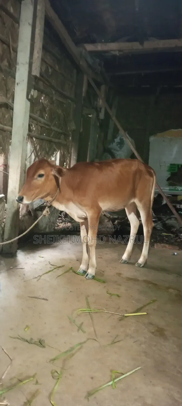গরুটি বিক্রি হবে