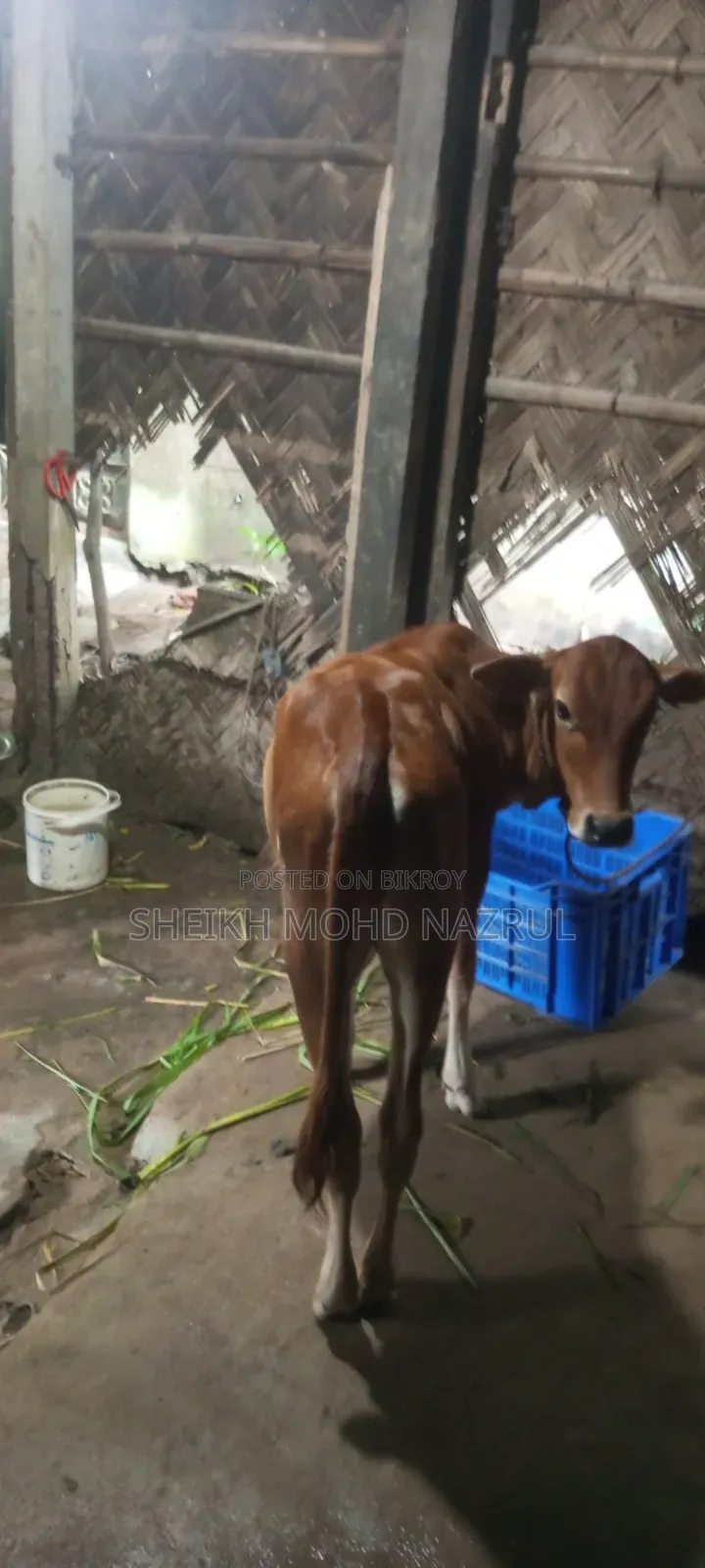 গরুটি বিক্রি হবে