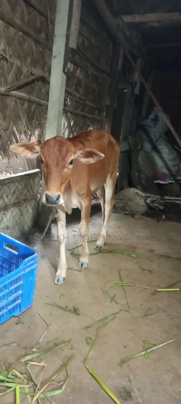 গরুটি বিক্রি হবে