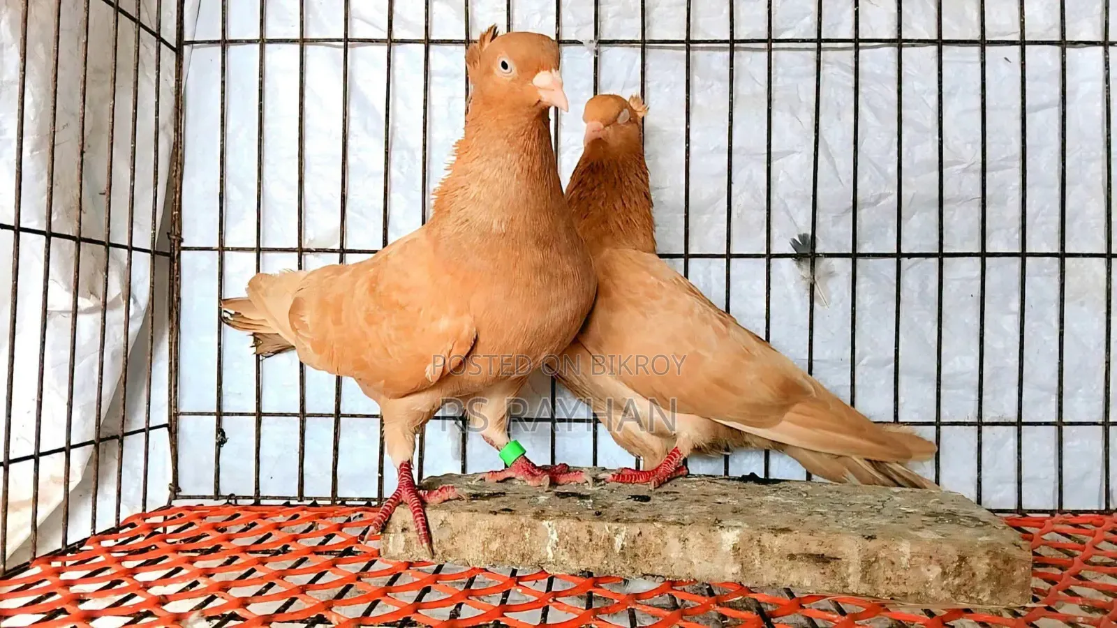 Lahori and Giyachulli for sale.