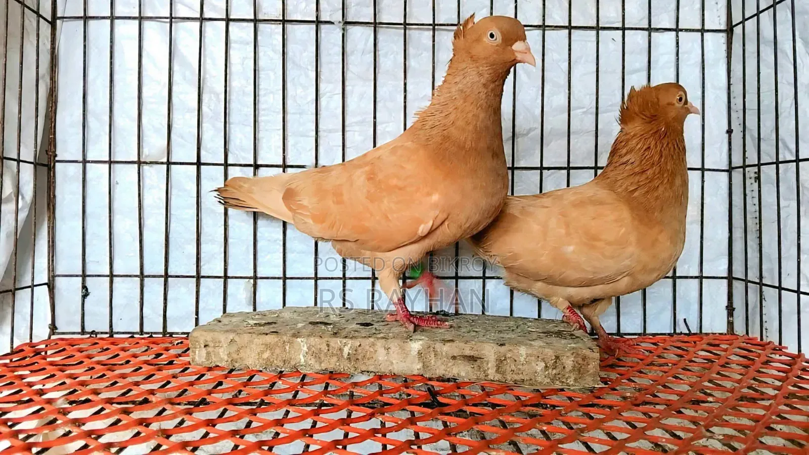 Lahori and Giyachulli for sale.