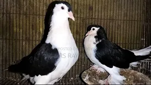 Lahori and Giyachulli for sale.