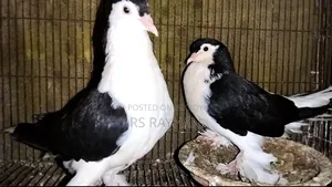 Lahori and Giyachulli for sale.