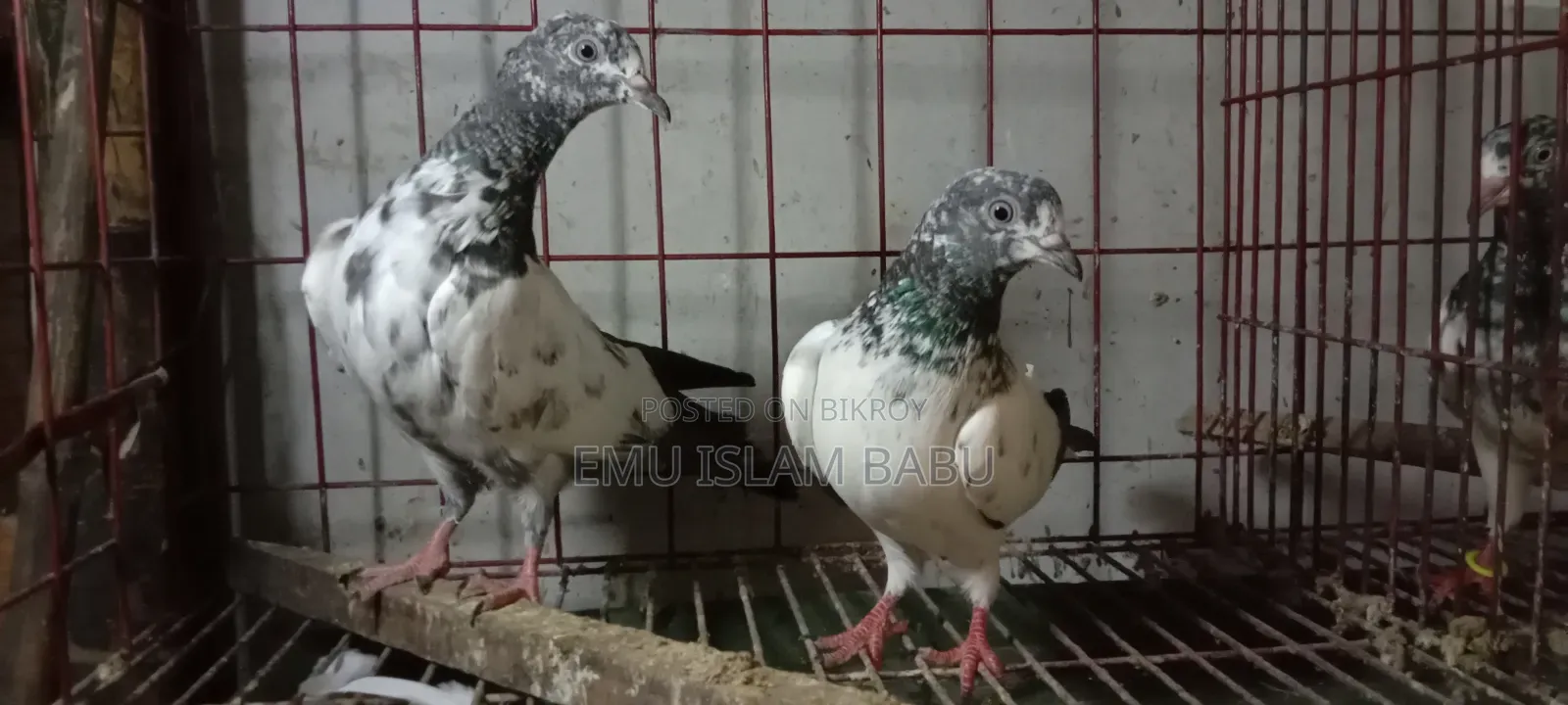 Giribaz Pigeon
