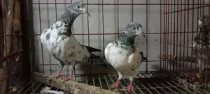 Giribaz Pigeon
