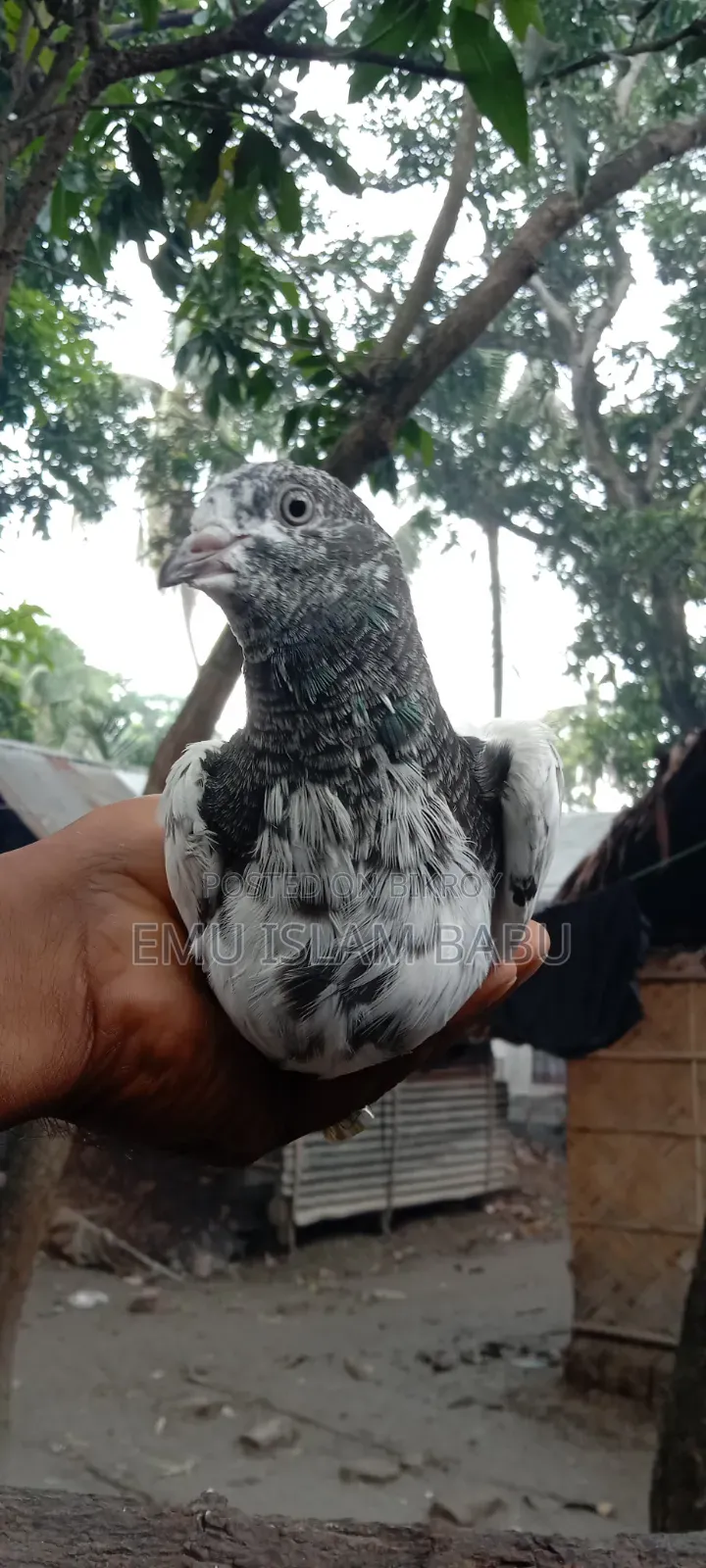 Giribaz Pigeon