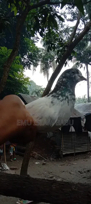 Giribaz Pigeon