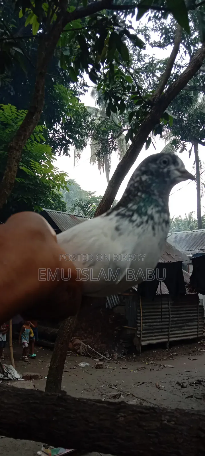 Giribaz Pigeon