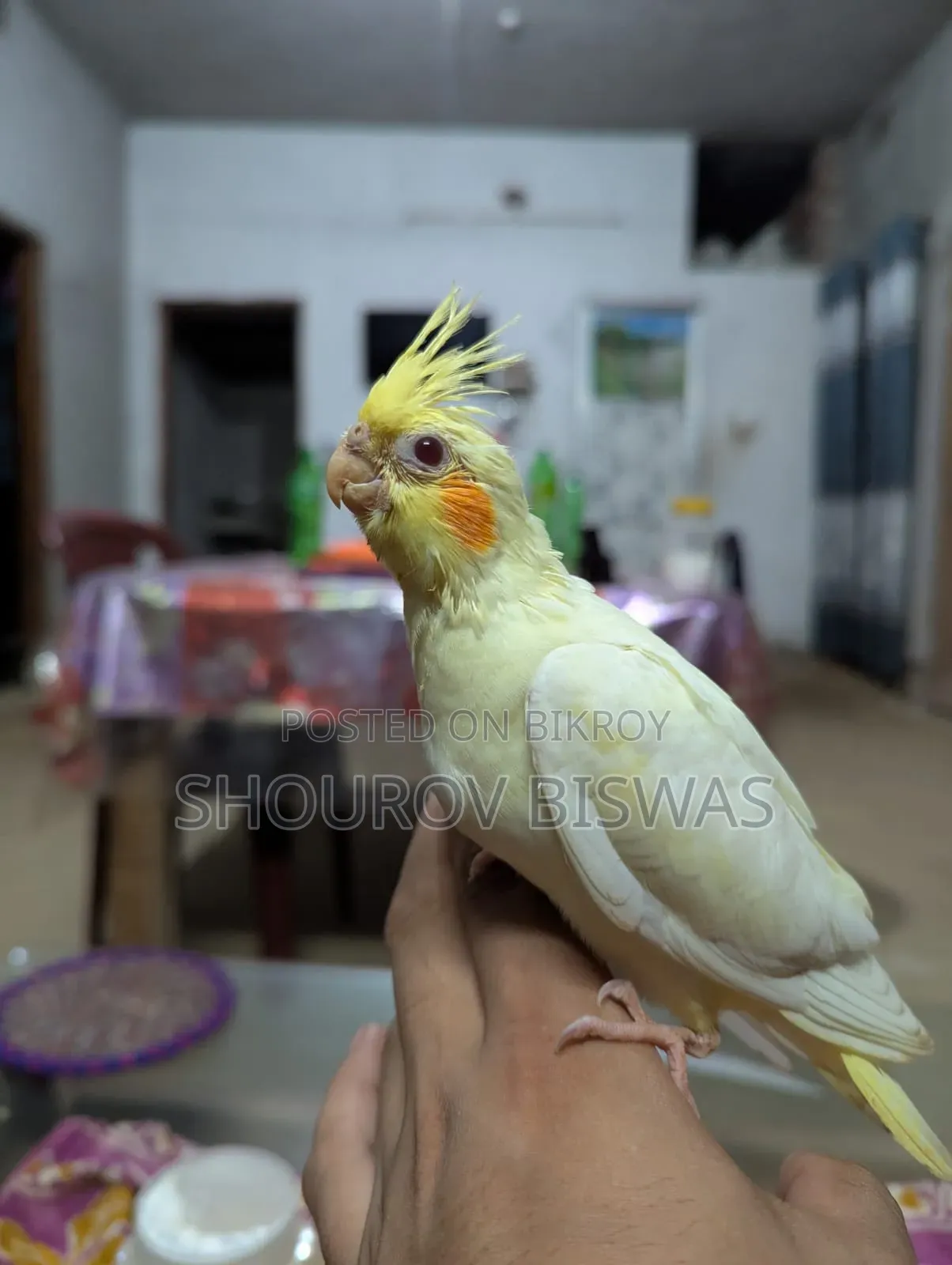 Lutino Cockatiel