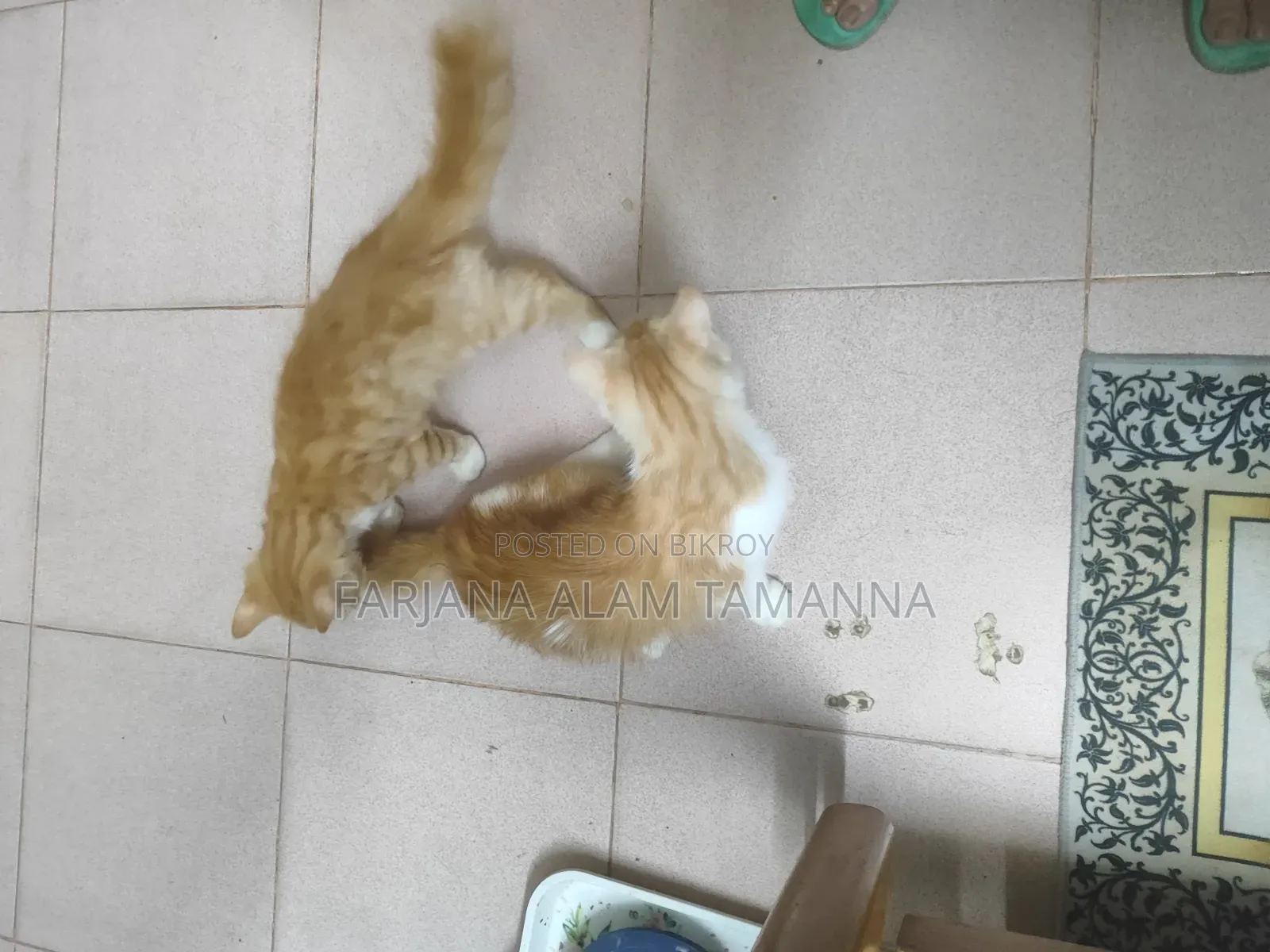 3-6 months Female Purebred Persian
