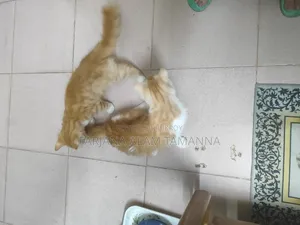 3-6 months Female Purebred Persian