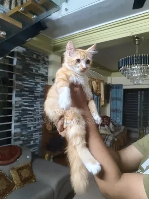 3-6 months Female Purebred Persian