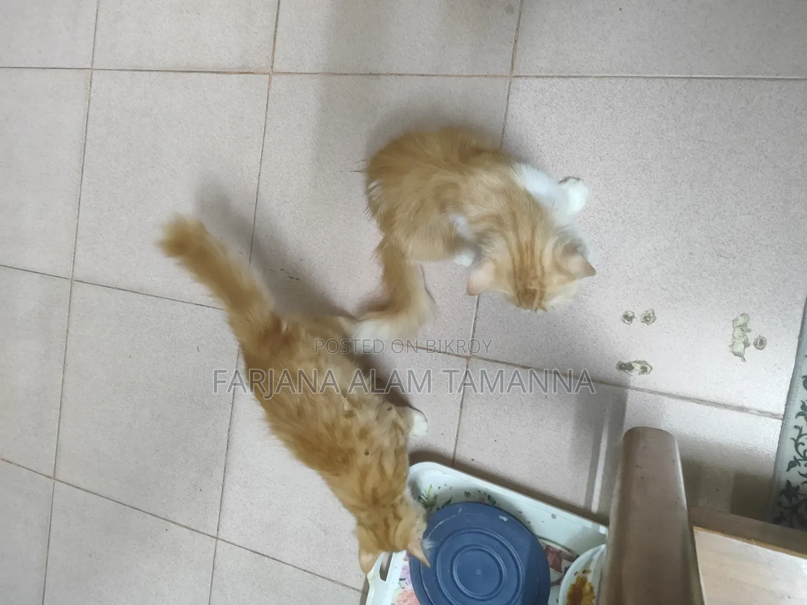 3-6 months Female Purebred Persian