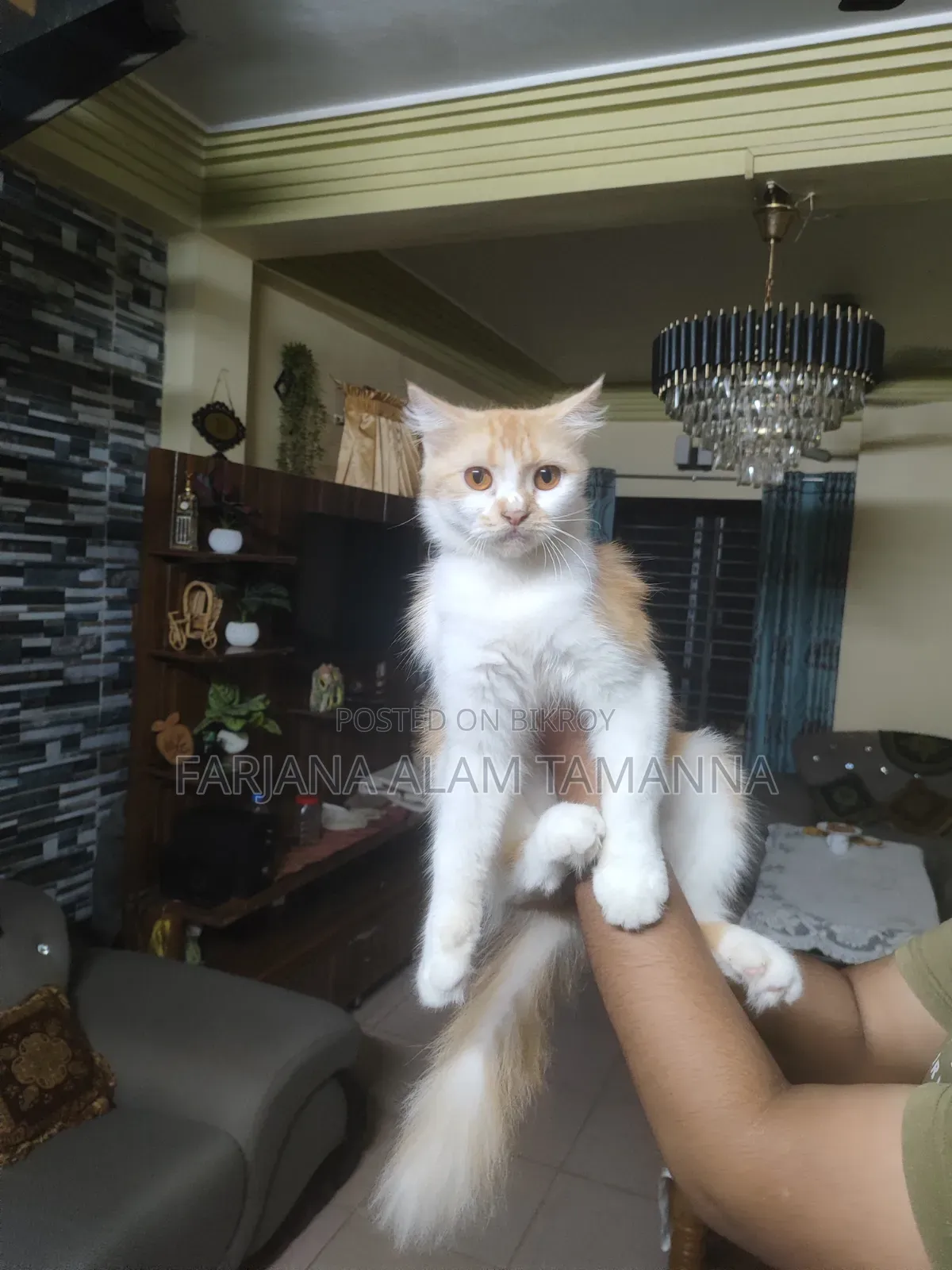 3-6 months Female Purebred Persian