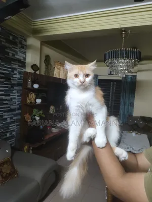 3-6 months Female Purebred Persian