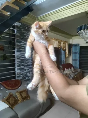 3-6 months Female Purebred Persian
