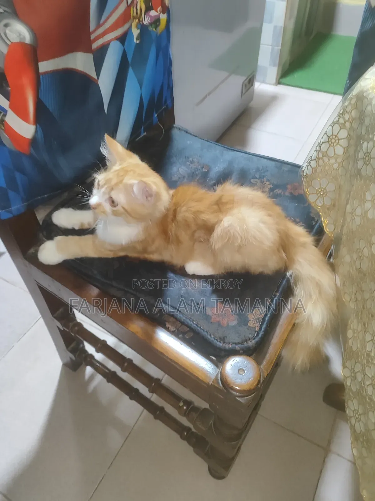 3-6 months Female Purebred Persian